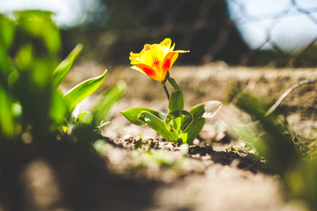growth